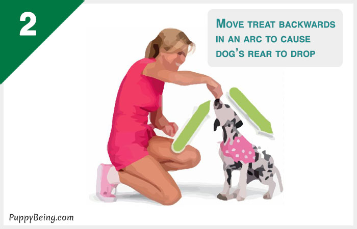 how to teach a dog to sit 02 move treat over head
