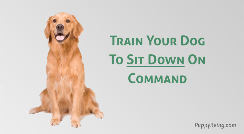 how to teach a dog to sit on command