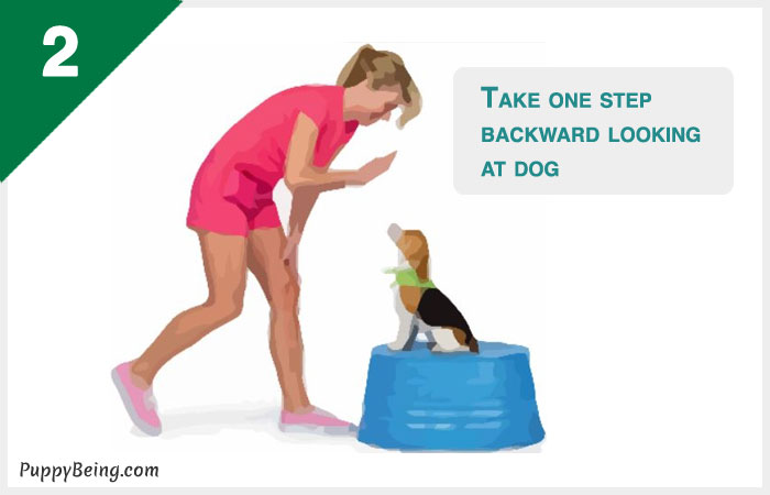 how to teach a dog to stay 02 step backward