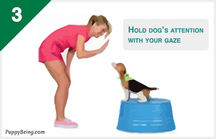 how to teach a dog to stay 03 hold pup with gaze