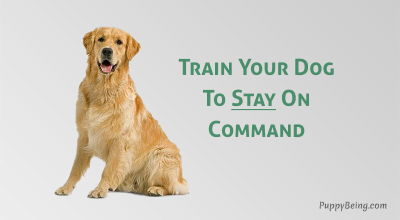 how to teach a dog to stay sit lay on command