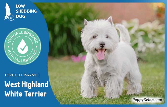 hypoallergenic low shedding dog breeds 11 west highland white terrier