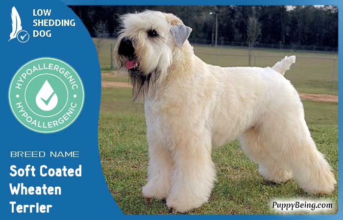 hypoallergenic low shedding dog breeds 12 soft coated wheaten terrier