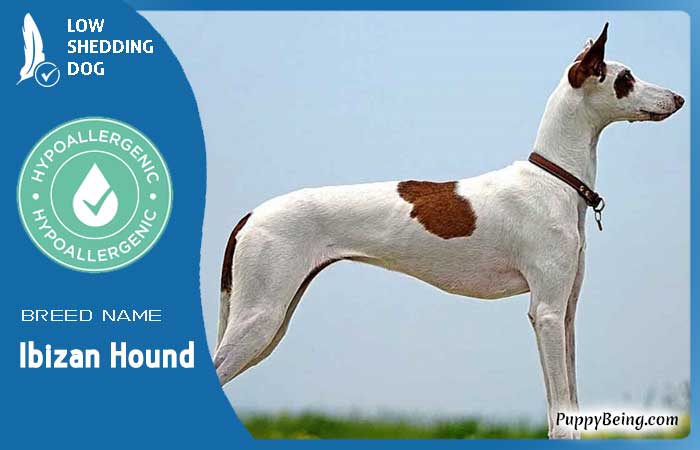 hypoallergenic low shedding dog breeds 14 ibizan hound