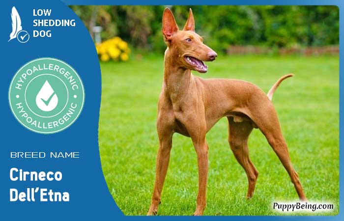 hypoallergenic low shedding dog breeds 15 cirneco dell’etna