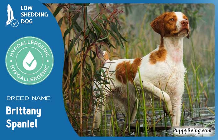hypoallergenic low shedding dog breeds 16 brittany spaniel