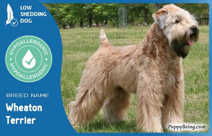 hypoallergenic low shedding dog breeds 17 wheaton terrier