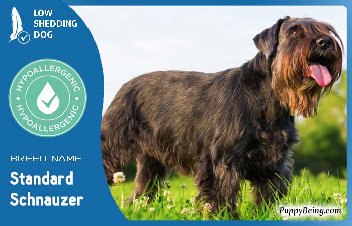 hypoallergenic low shedding dog breeds 20 standard schnauzer
