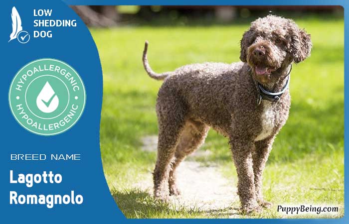 hypoallergenic low shedding dog breeds 24 lagotto romagnolo