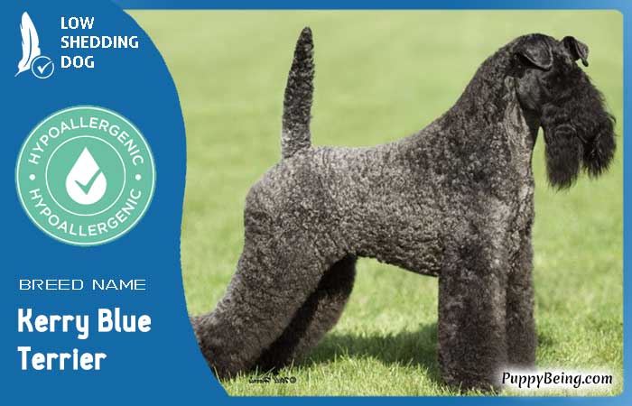 hypoallergenic low shedding dog breeds 25 kerry blue terrier