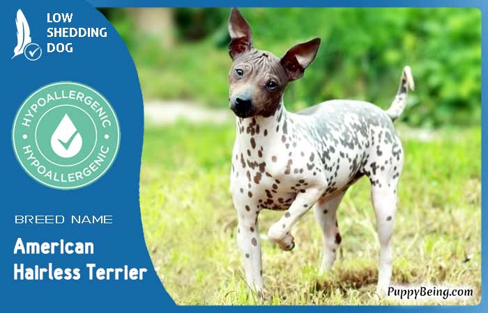 hypoallergenic low shedding dog breeds 27 american hairless terrier