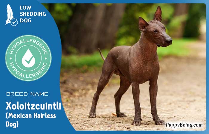 hypoallergenic low shedding dog breeds 31 xoloitzcuintli