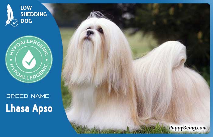 hypoallergenic low shedding dog breeds 36 lhasa apso