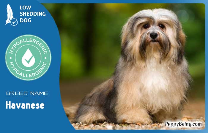 hypoallergenic low shedding dog breeds 37 havanese