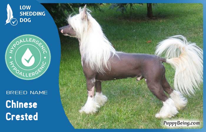 hypoallergenic low shedding dog breeds 39 chinese crested