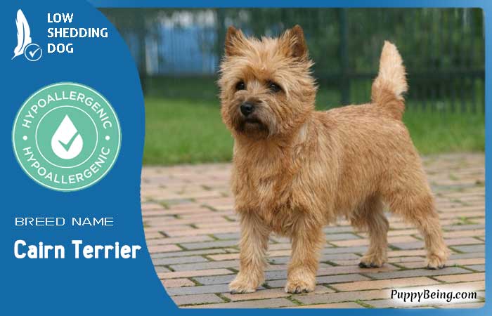 hypoallergenic low shedding dog breeds 40 cairn terrier