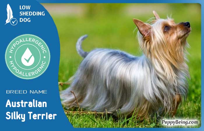 hypoallergenic low shedding dog breeds 46 australian silky terrier