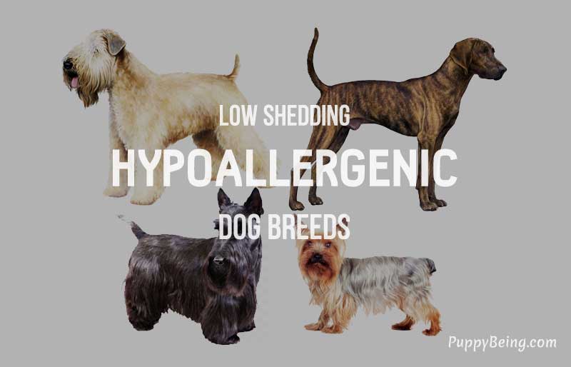 hypoallergenic low shedding dog breeds list