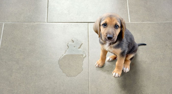 how to handle puppy toilet accidents