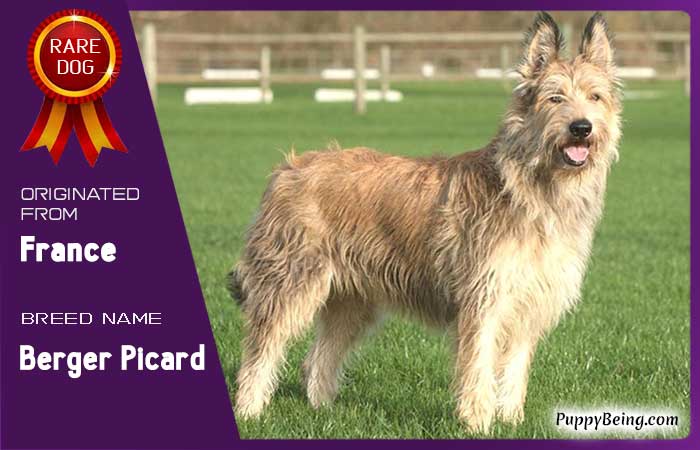 rare exotic unique dog breeds 03 berger picard