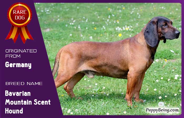 rare exotic unique dog breeds 22 bavarian mountain scent hound