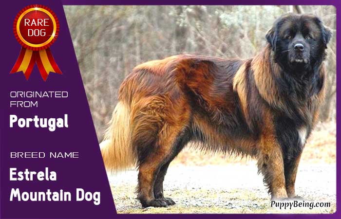 rare exotic unique dog breeds 27 estrela mountain dog