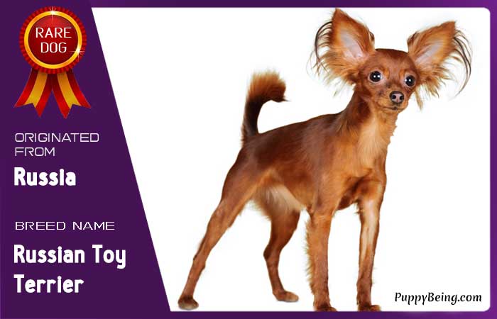 rare exotic unique dog breeds 32 russian toy terrier