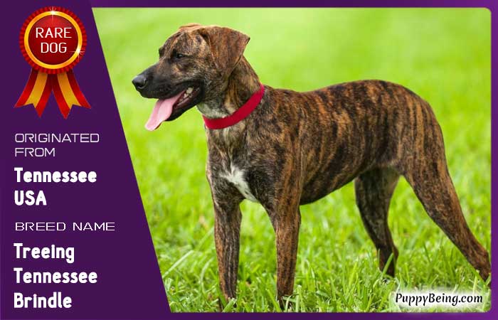 rare exotic unique dog breeds 60 treeing tennessee brindle