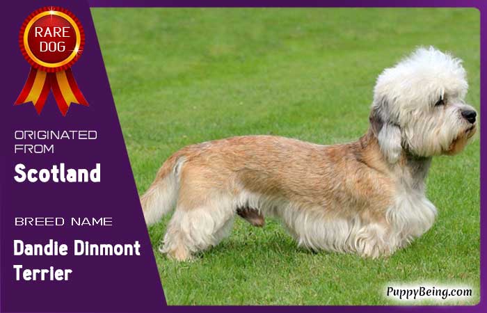 rare exotic unique dog breeds 69 dandie dinmont terrier