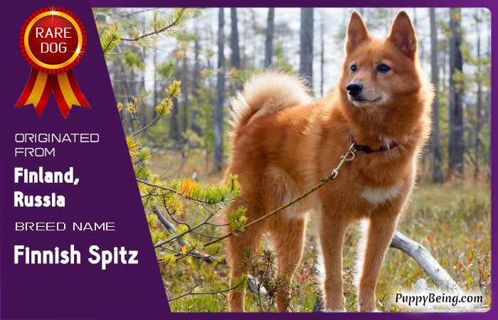 rare exotic unique dog breeds 74 finnish spitz