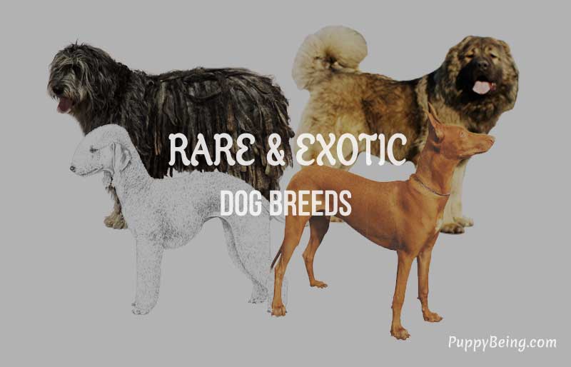 rare exotic unique dog breeds list