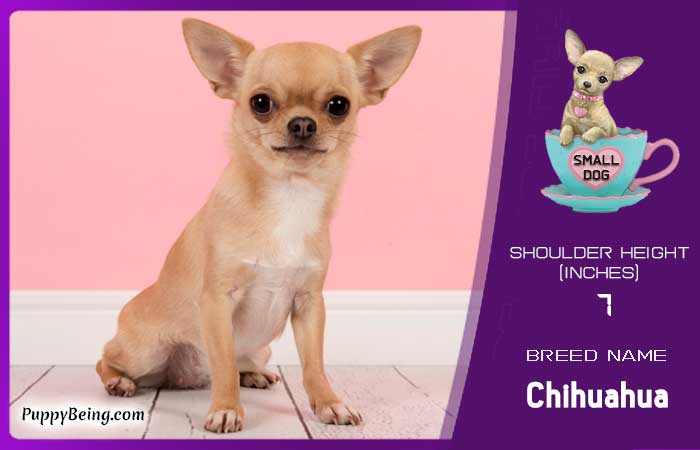 smallest miniature dog breeds 03 chihuahua