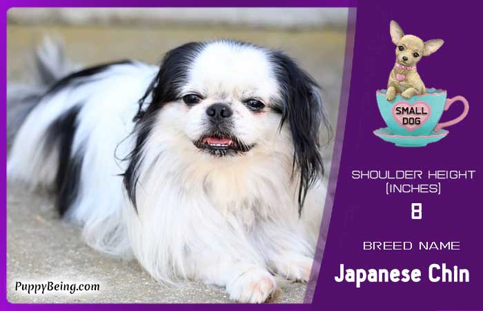 smallest miniature dog breeds 07 japanese chin