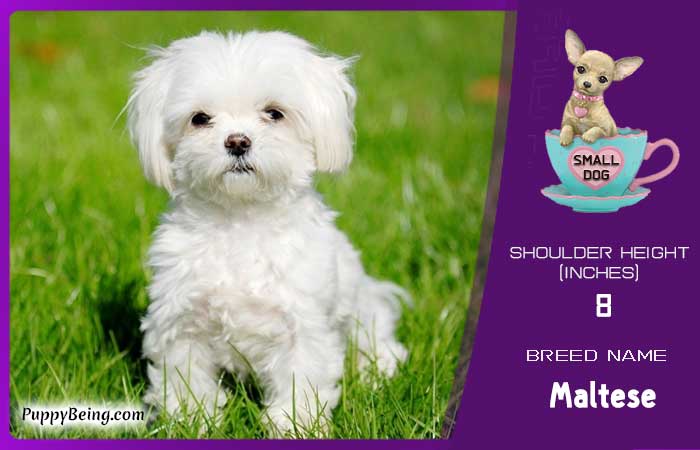 smallest miniature dog breeds 08 maltese