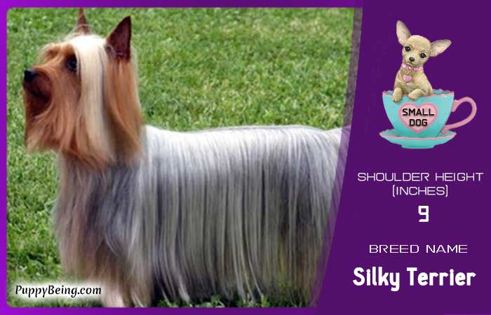 smallest miniature dog breeds 10 silky terrier