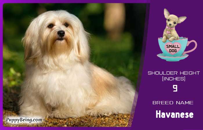 smallest miniature dog breeds 11 havanese