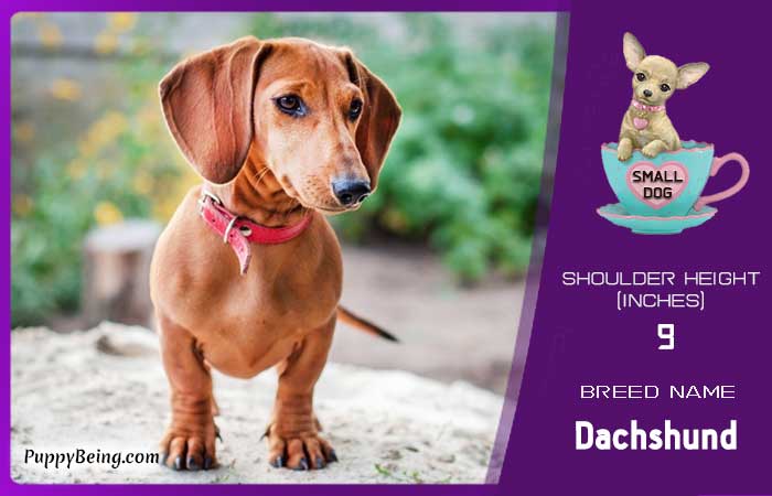 smallest miniature dog breeds 12 dachshund