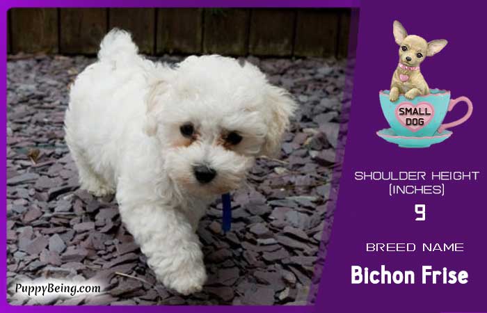smallest miniature dog breeds 15 bichon frise