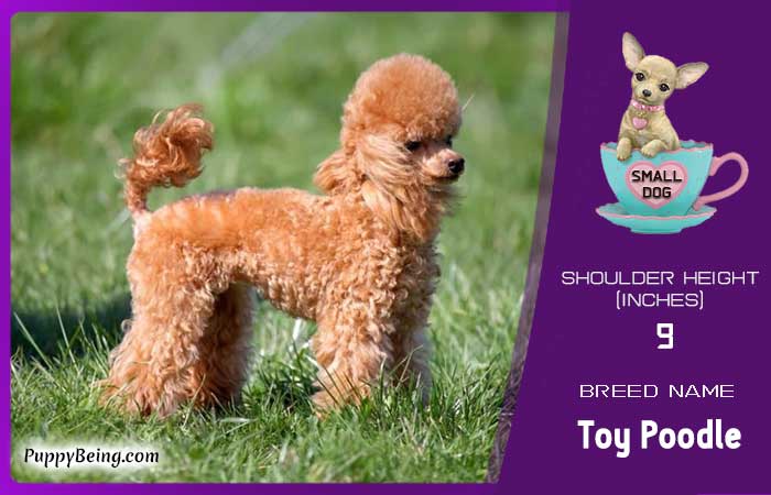 smallest miniature dog breeds 16 toy poodle