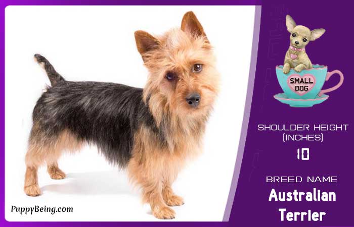 smallest miniature dog breeds 17 australian terrier