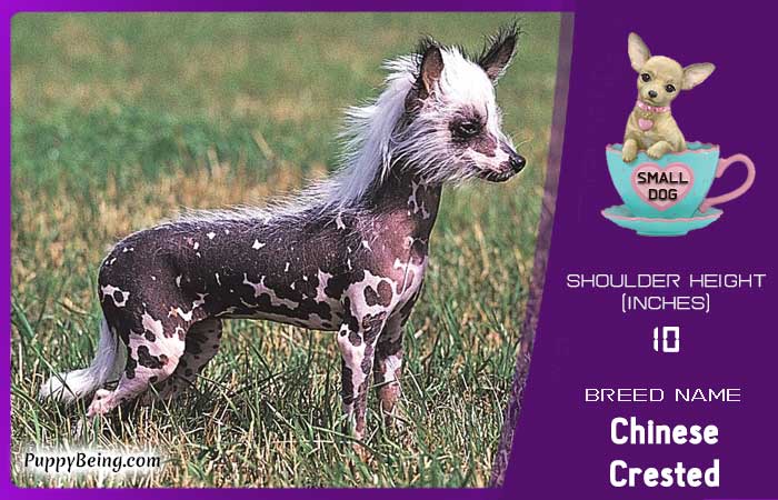 smallest miniature dog breeds 21 chinese crested