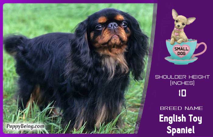 smallest miniature dog breeds 24 english toy spaniel