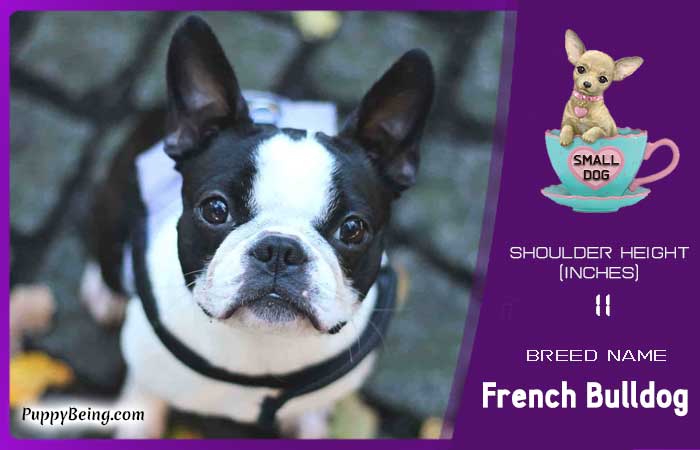 smallest miniature dog breeds 25 french bulldog