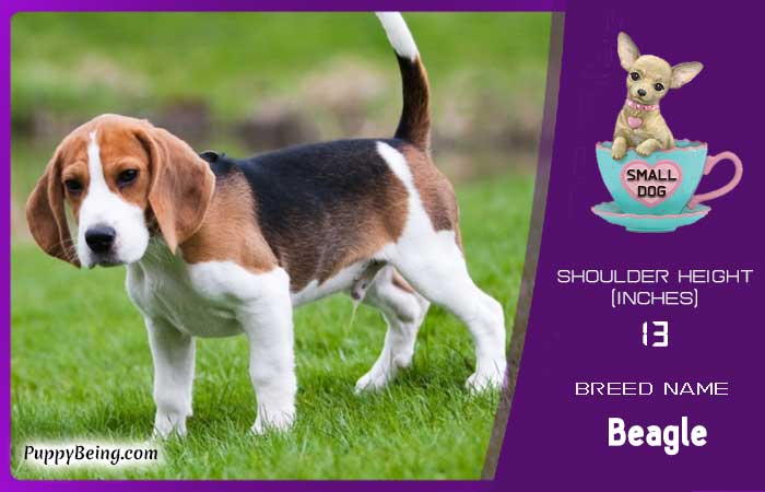 smallest miniature dog breeds 27 beagle