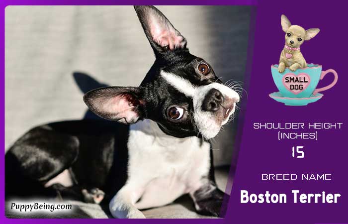 smallest miniature dog breeds 30 boston terrier
