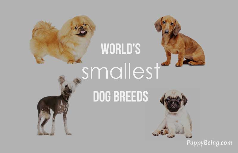 smallest miniature dog breeds list