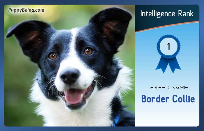 smartest dog breeds list intelligence rank 001 border collie