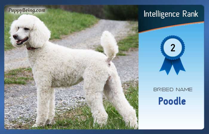 smartest dog breeds list intelligence rank 002 poodle