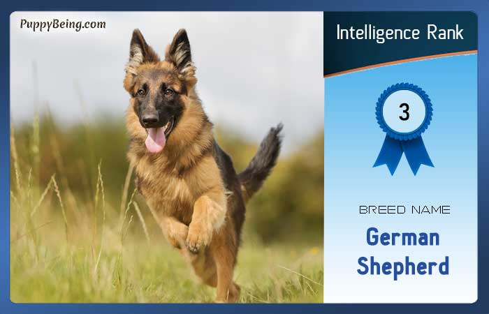smartest dog breeds list intelligence rank 003 german shepherd