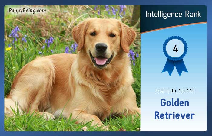 smartest dog breeds list intelligence rank 004 golden retriever